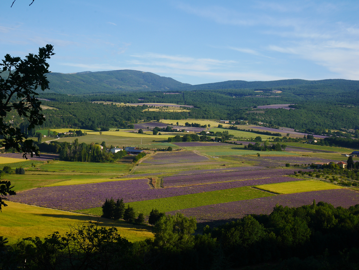  Champs de lavandes et petit epeaute