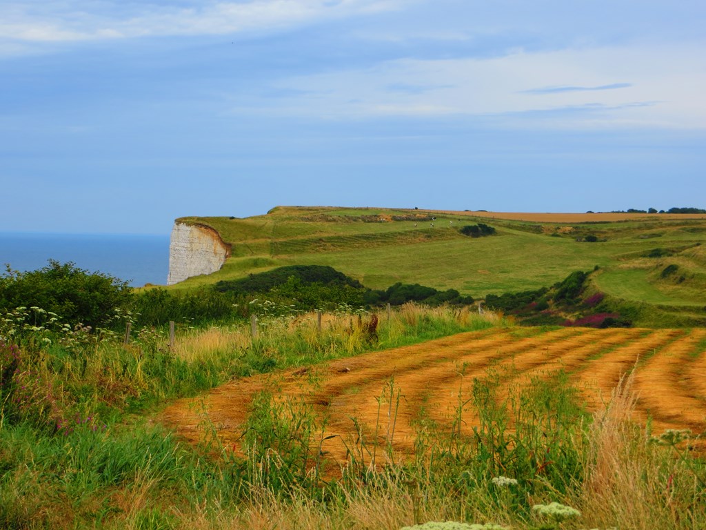 champs de lin en Normandie