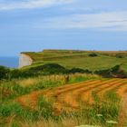 champs de lin en Normandie