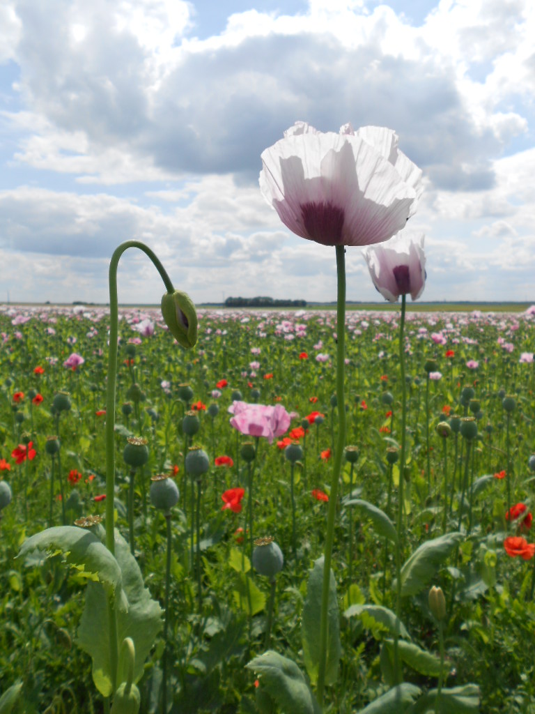 Champs de Pavots