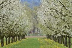 Champs de pommiers