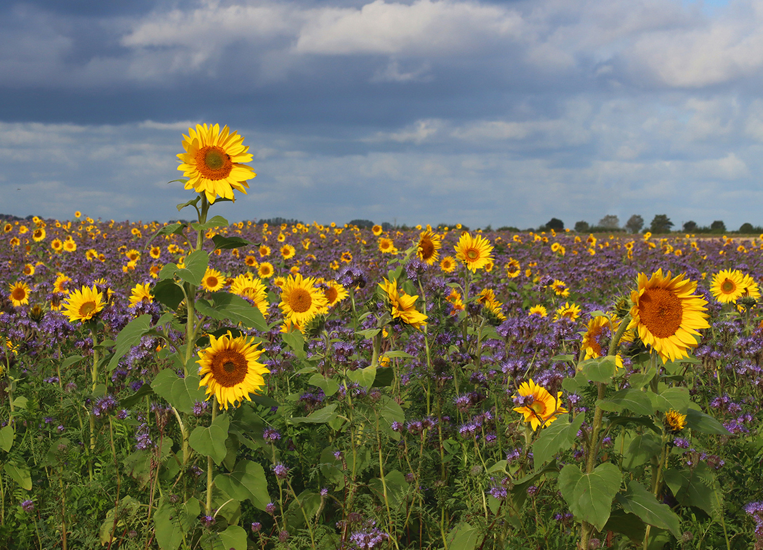 Champs de tournesol 