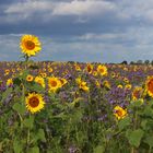 Champs de tournesol 