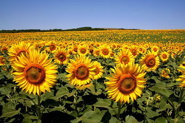 Champs de tournesols