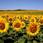 Champs de tournesols