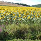 champs de tournesols