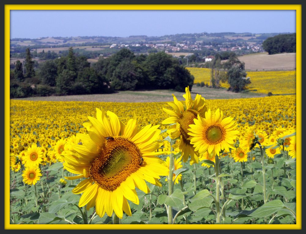 Champs de tournesols...