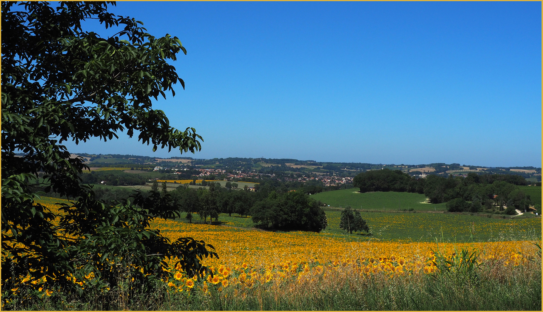 Champs de tournesols au-dessus de Condom  --  Gers