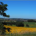 Champs de tournesols au-dessus de Condom  --  Gers