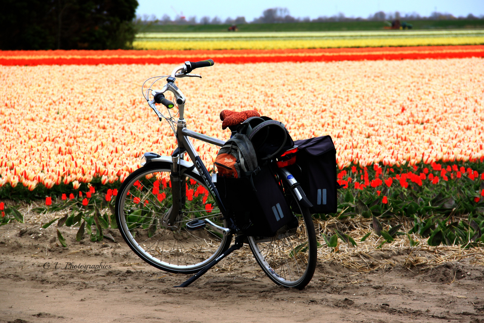 Champs de tulipes