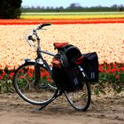 Champs de tulipes