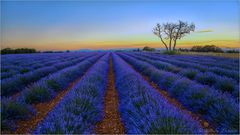 Champs en bleu