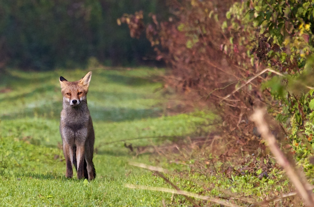 Chance, ma première sortie animalière ..