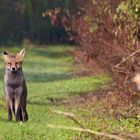 Chance, ma première sortie animalière ..