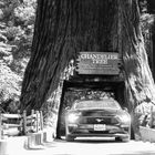 Chandelier Tree