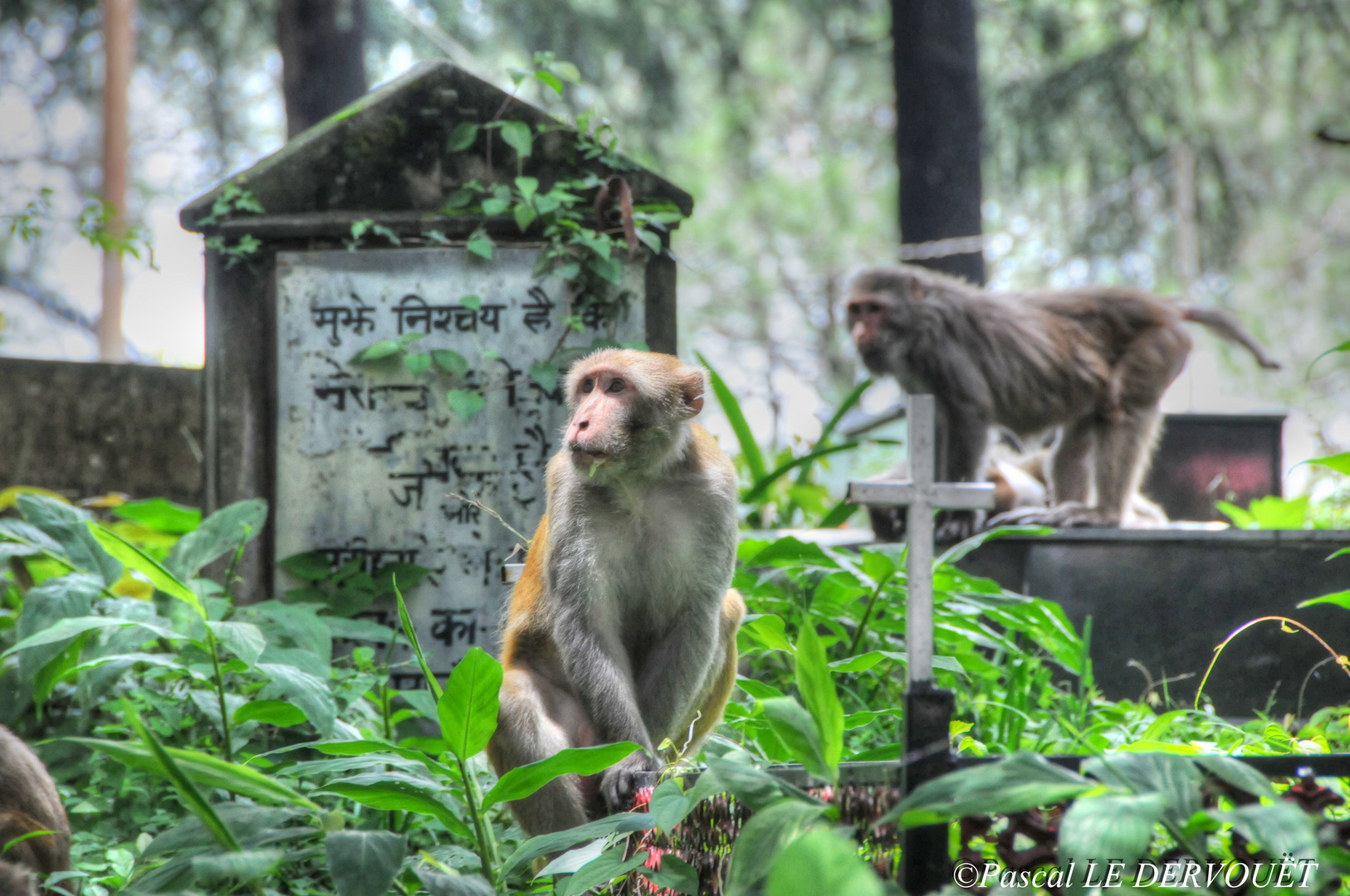 Chandigarh . Himachal pradesh . India .