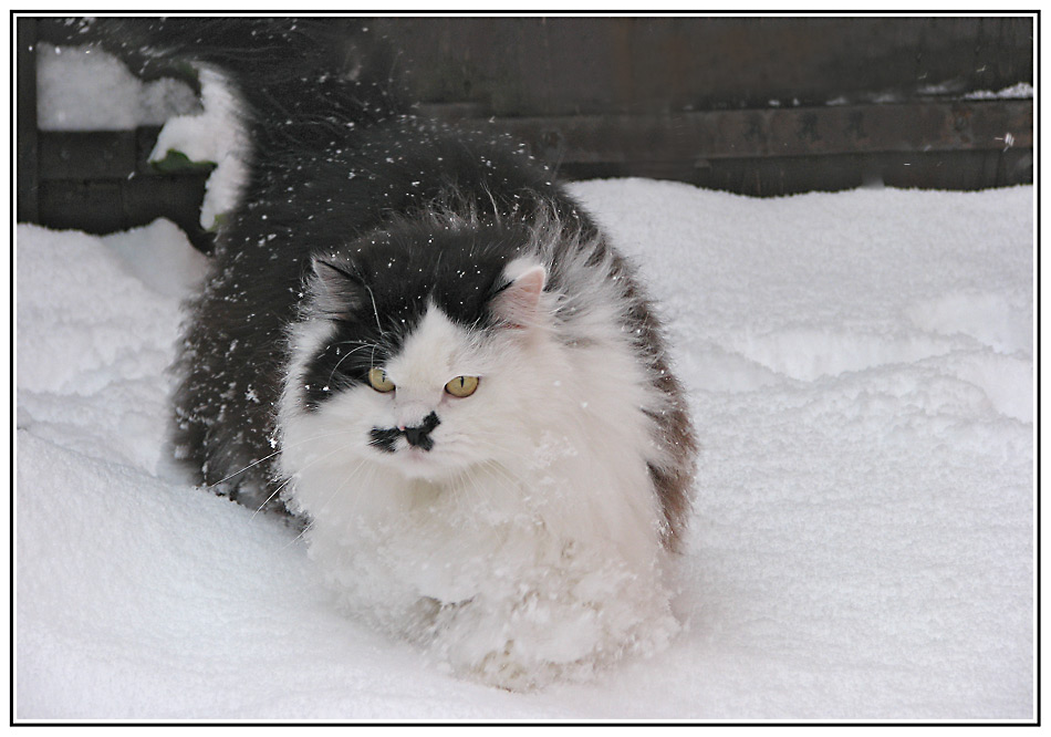 Chandler im Schnee