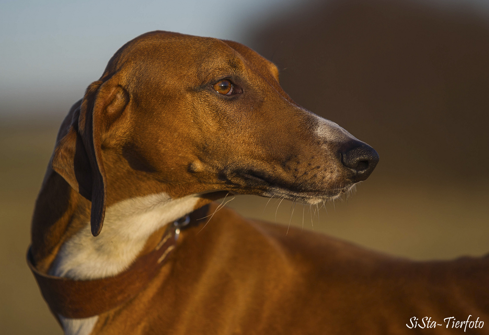 Chandu in der November-Abendsonne