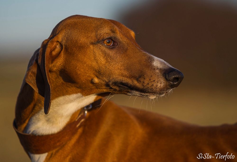 Chandu in der November-Abendsonne