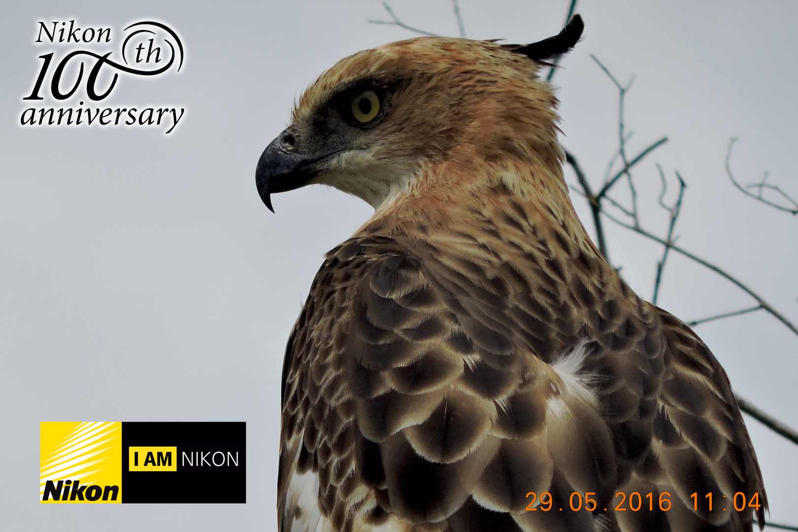 Changeable Hawk Eagle. (Spizaetus cirrhatus).