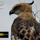 Changeable Hawk Eagle. (Spizaetus cirrhatus).