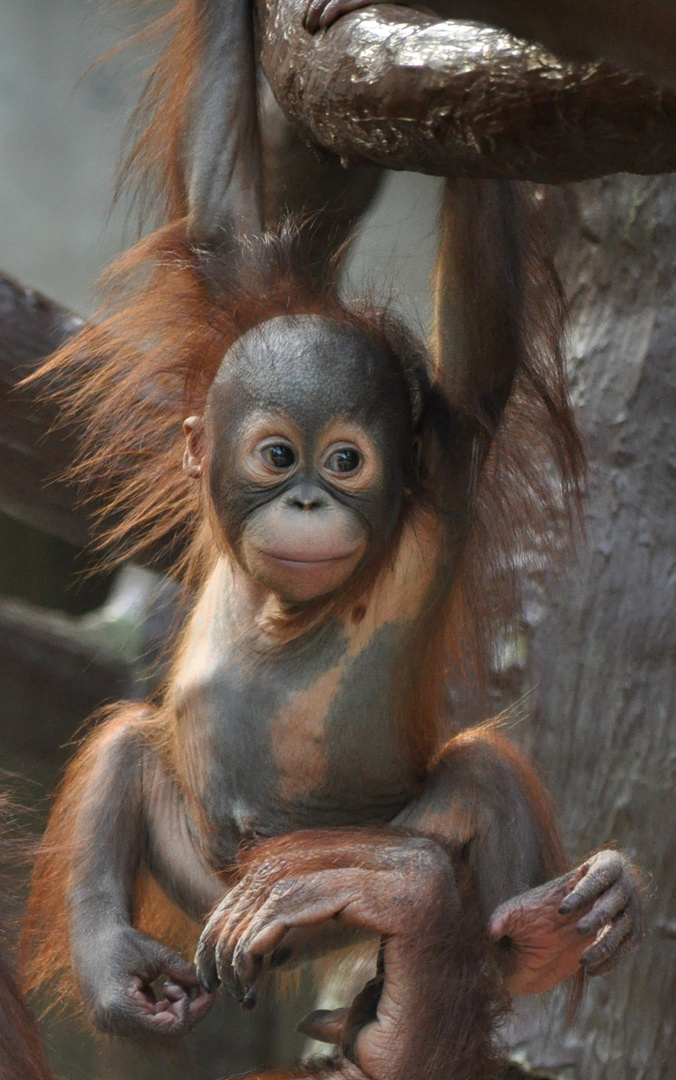 Changi - Zoo Krefeld