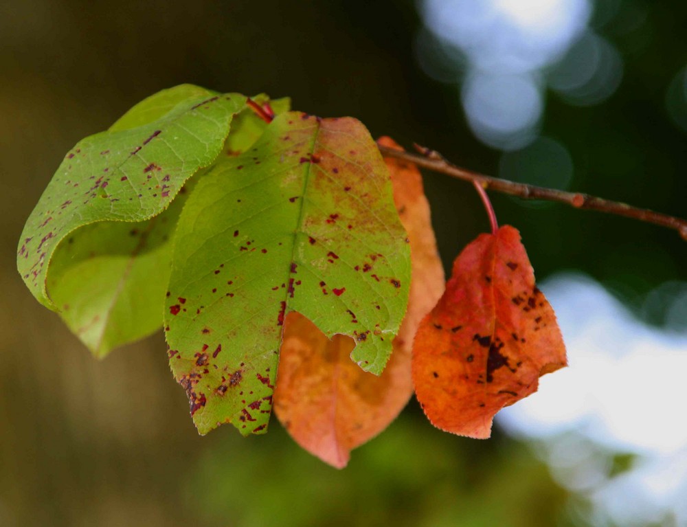 Changing leaves