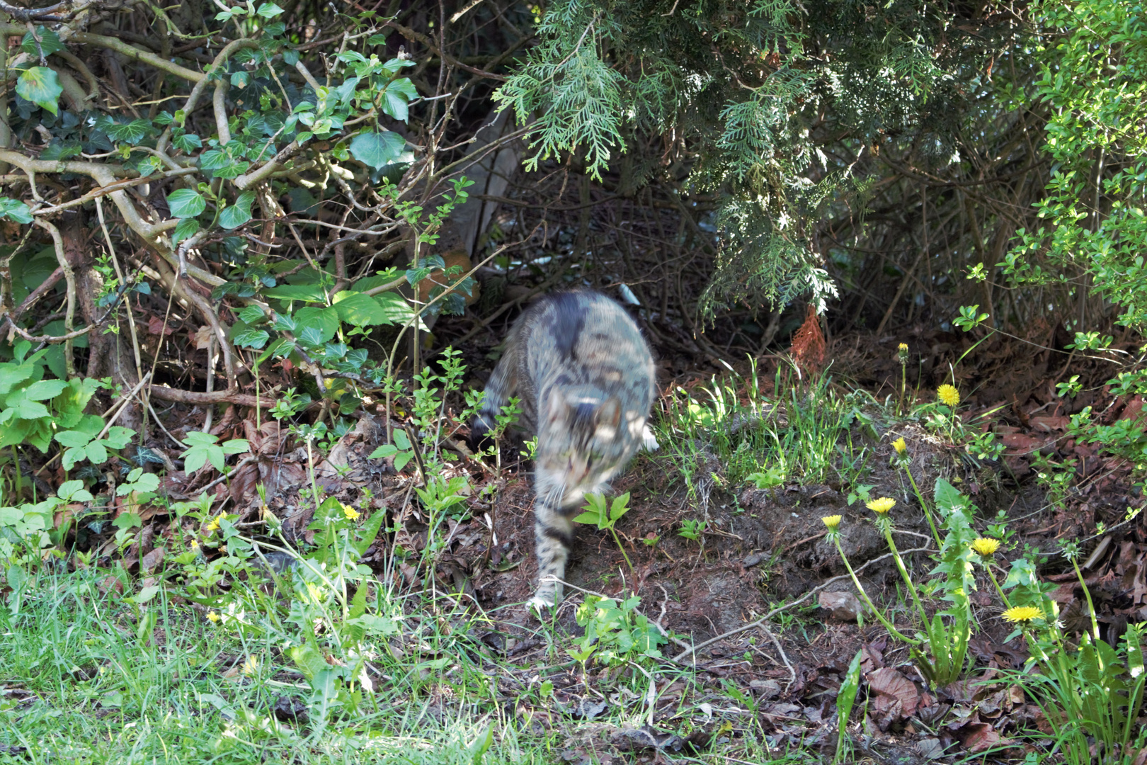 Chanie auf der Jagd