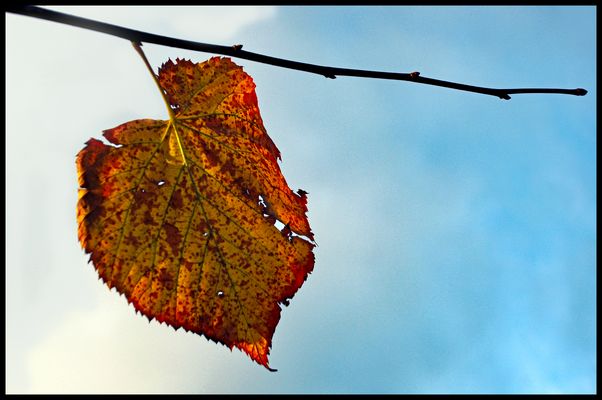 chanson d automne...