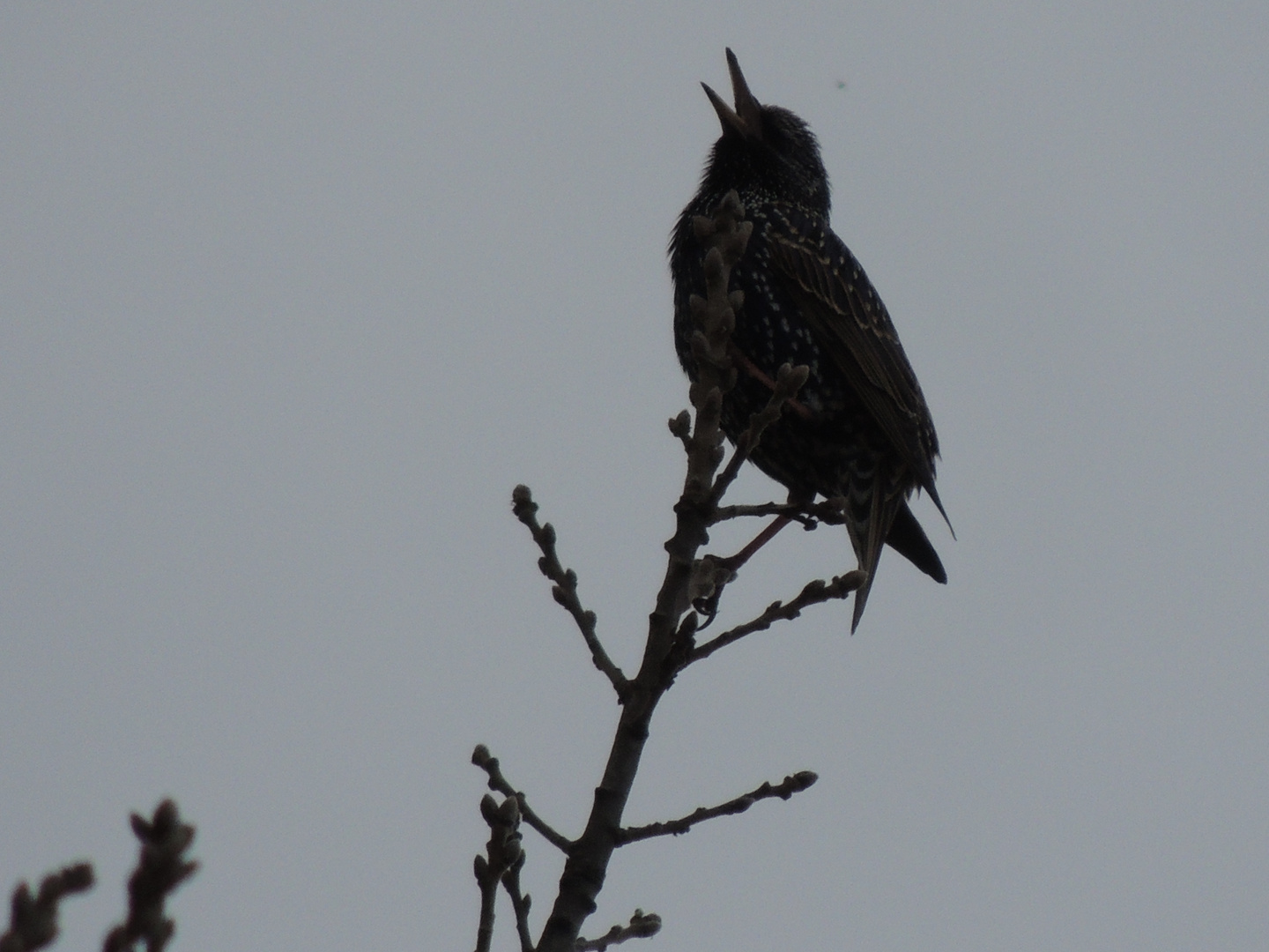 Chant dans le froid de l'hiver