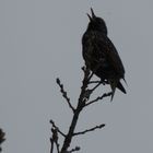 Chant dans le froid de l'hiver