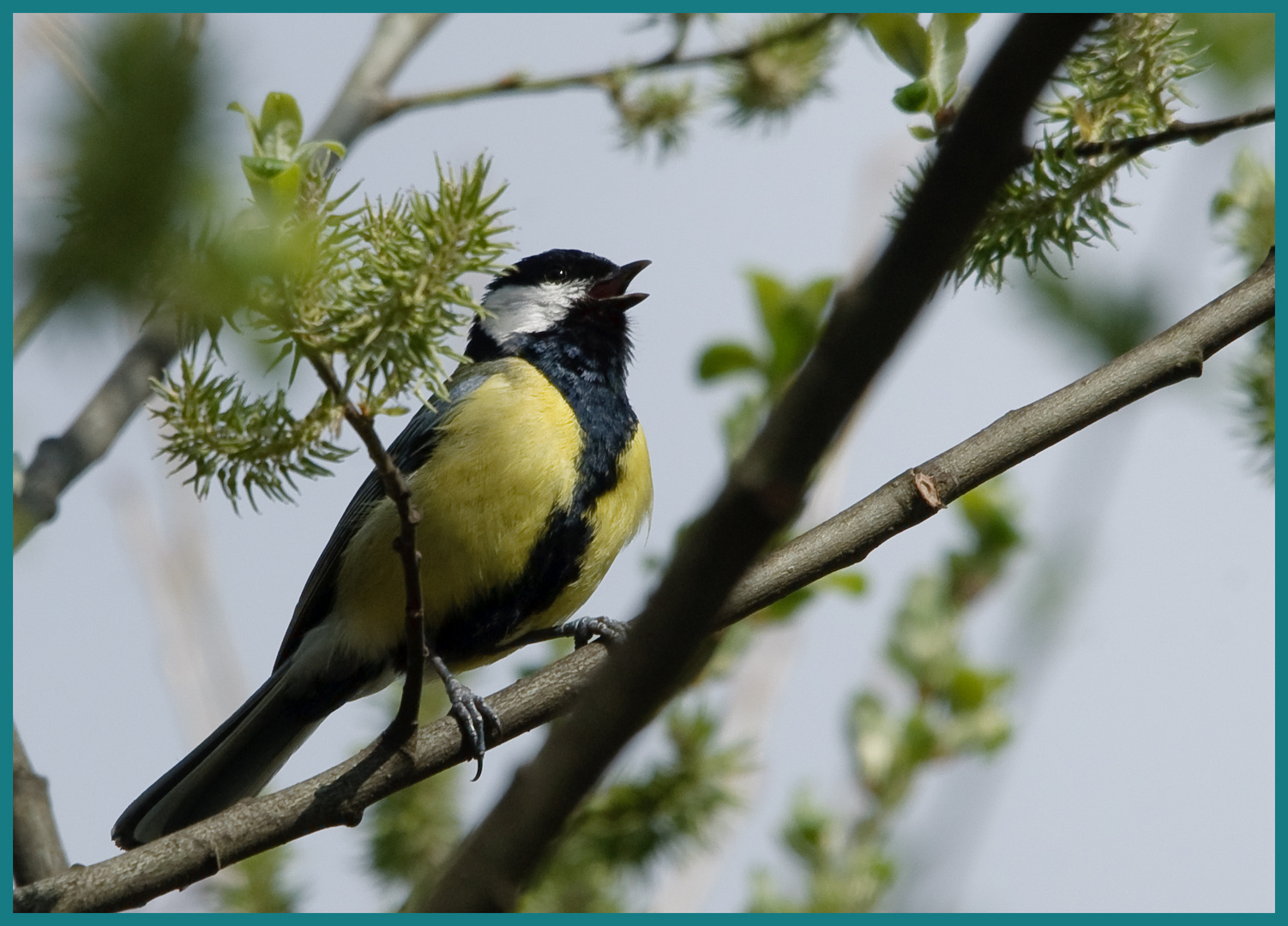 chant de mésange charbonnière