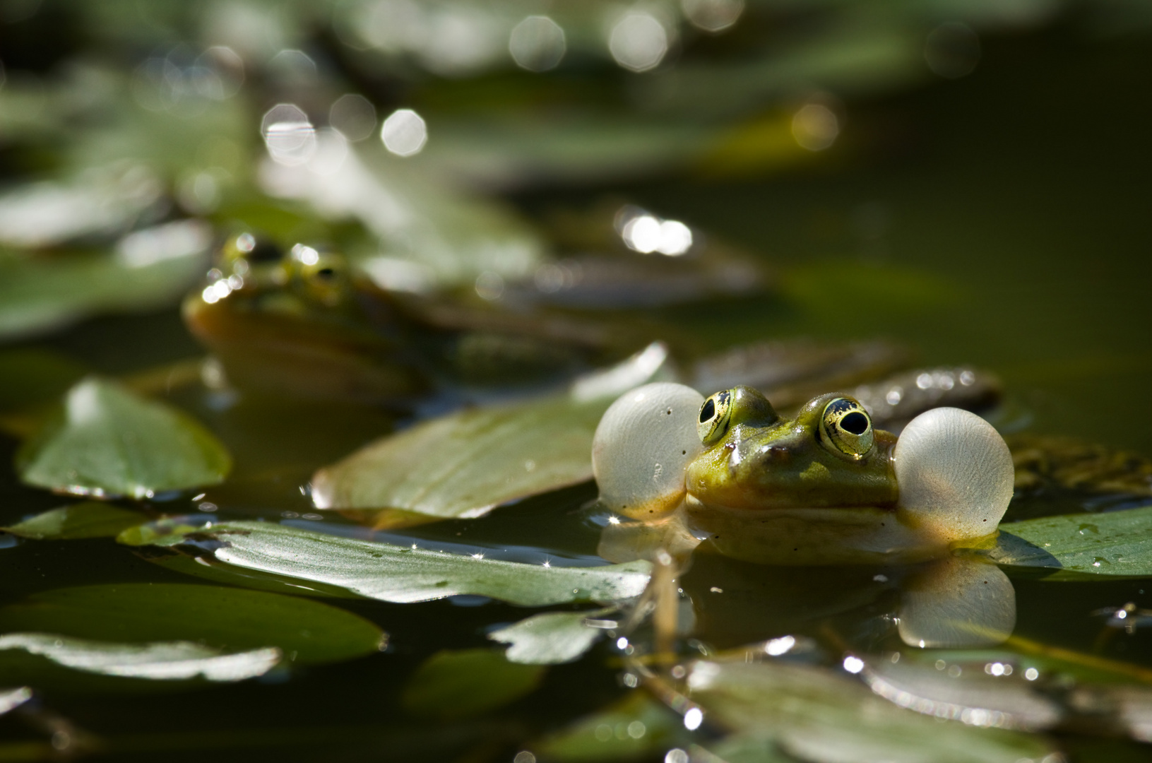 Chant nuptial, grenouille commune