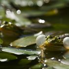 Chant nuptial, grenouille commune