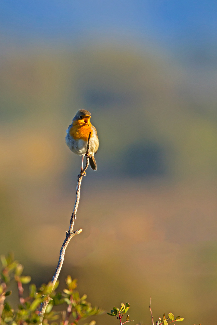 Chanter à gorge déployée ...