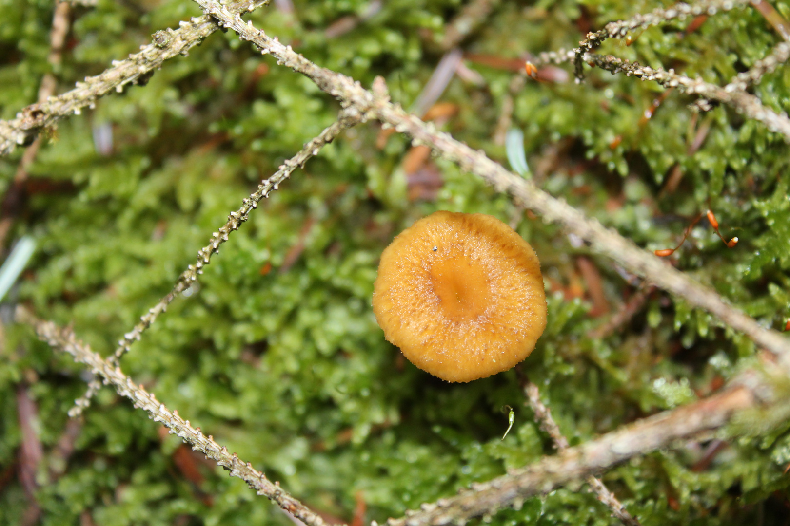 Chanterelle !