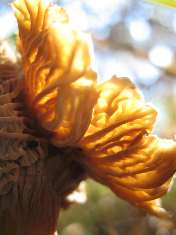 chanterelle