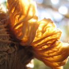 chanterelle