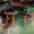 Chanterelle -endlich da-