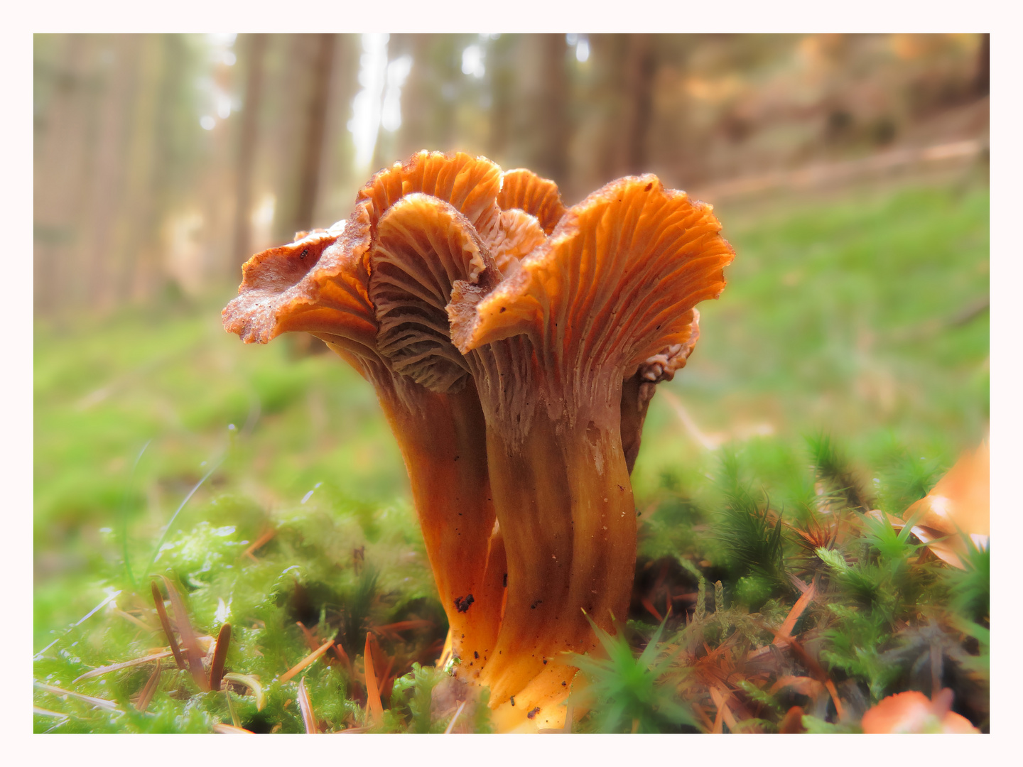 Chanterelle