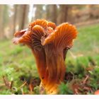 Chanterelle