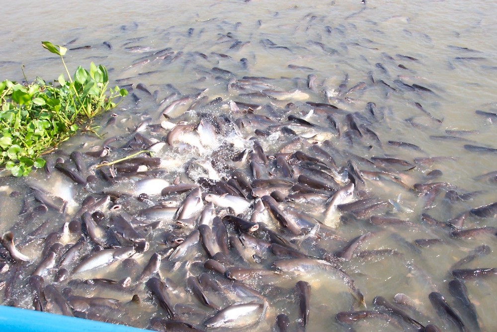 Chao Praya und die hungrigen Fische