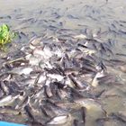 Chao Praya und die hungrigen Fische