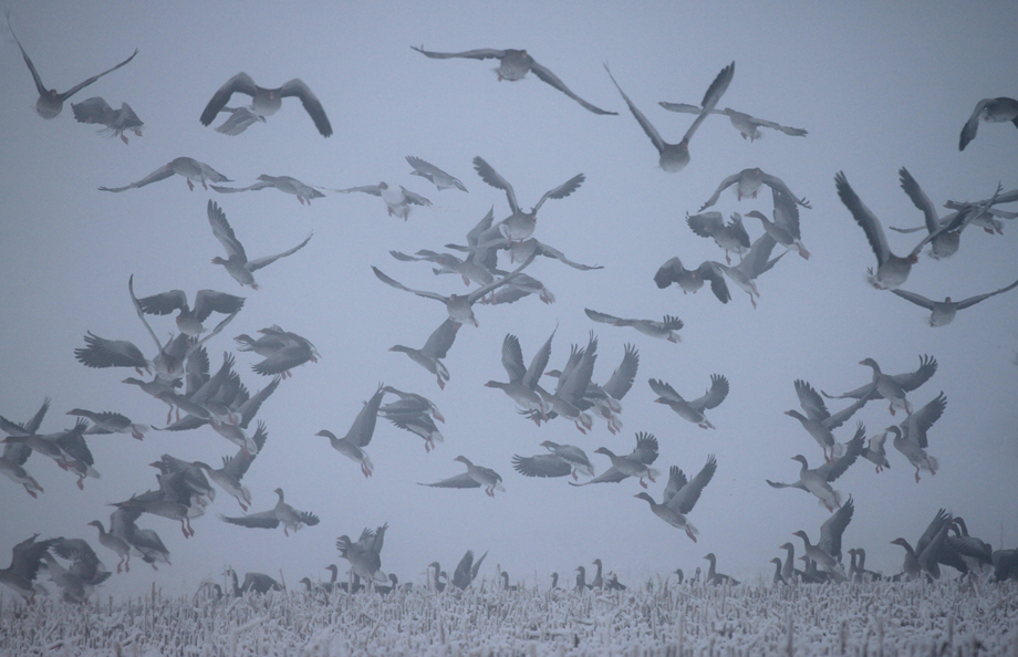 Chaos am Flugplatz