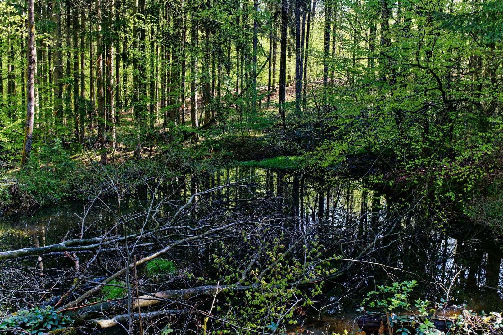 Chaos am Waldteich