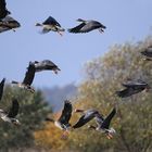 Chaos beim Abflug der Wildgänse am Grimnitzsee