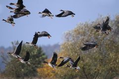 Chaos beim Abflug der Wildgänse am Grimnitzsee