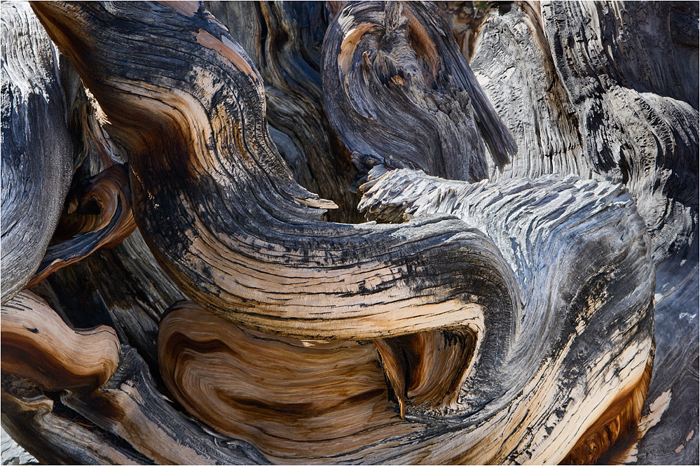 Chaos (Bristlecone Pine)