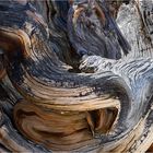 Chaos (Bristlecone Pine)