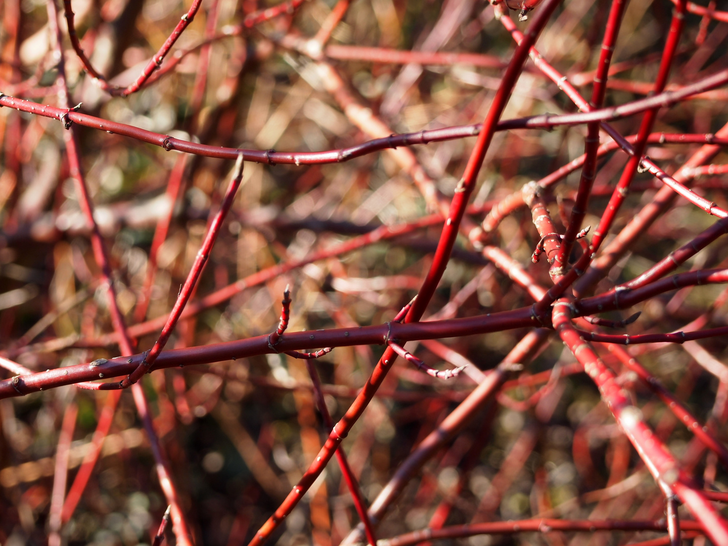 Chaos im Garten